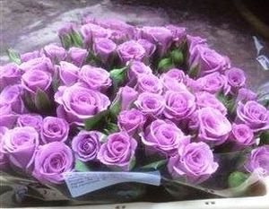 ROSE BR. PURPLE SIMPHONY 40